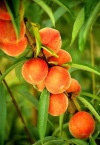 Персики: польза и вред солнечных плодов 